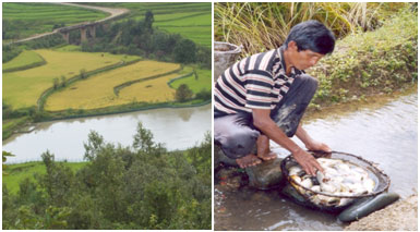 A rice-fish farming system in hills of Manipur