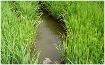 A rice-fish farming system in valley of Manipur