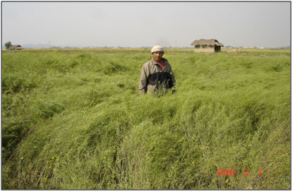 A Farmer’s field of zero tillage rapeseed, variety M
